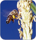 Ohne Bienen kein (menschliches) Leben